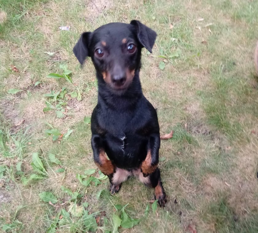 Psy użytkowników www.wroclaw.pl