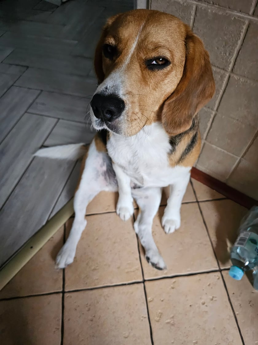 Psy użytkowników www.wroclaw.pl