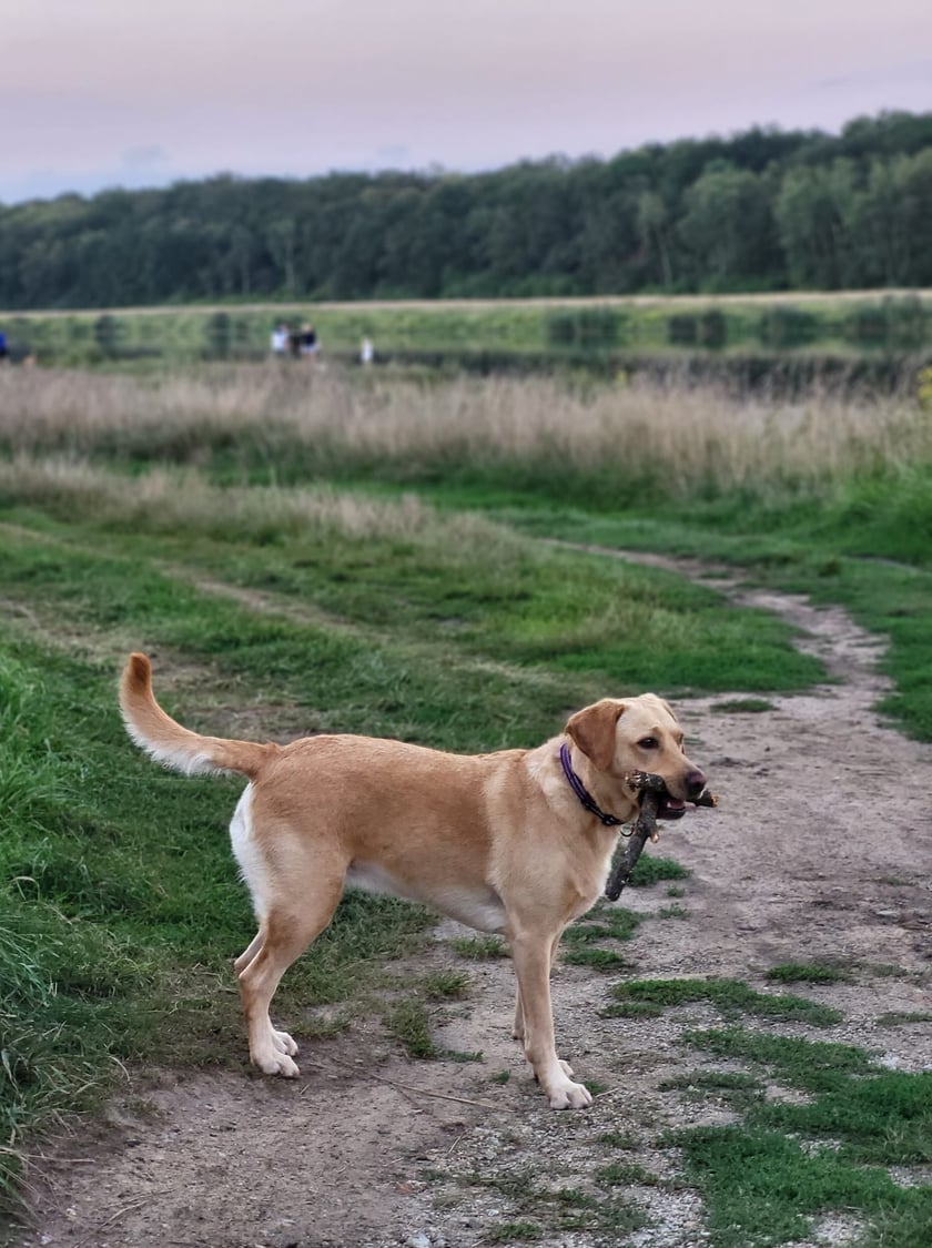 Psy użytkowników www.wroclaw.pl