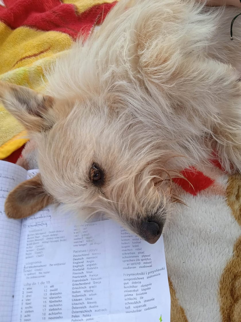 Psy użytkowników www.wroclaw.pl