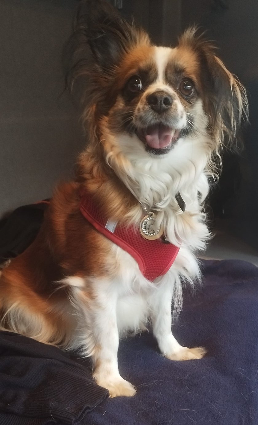 Psy użytkowników www.wroclaw.pl