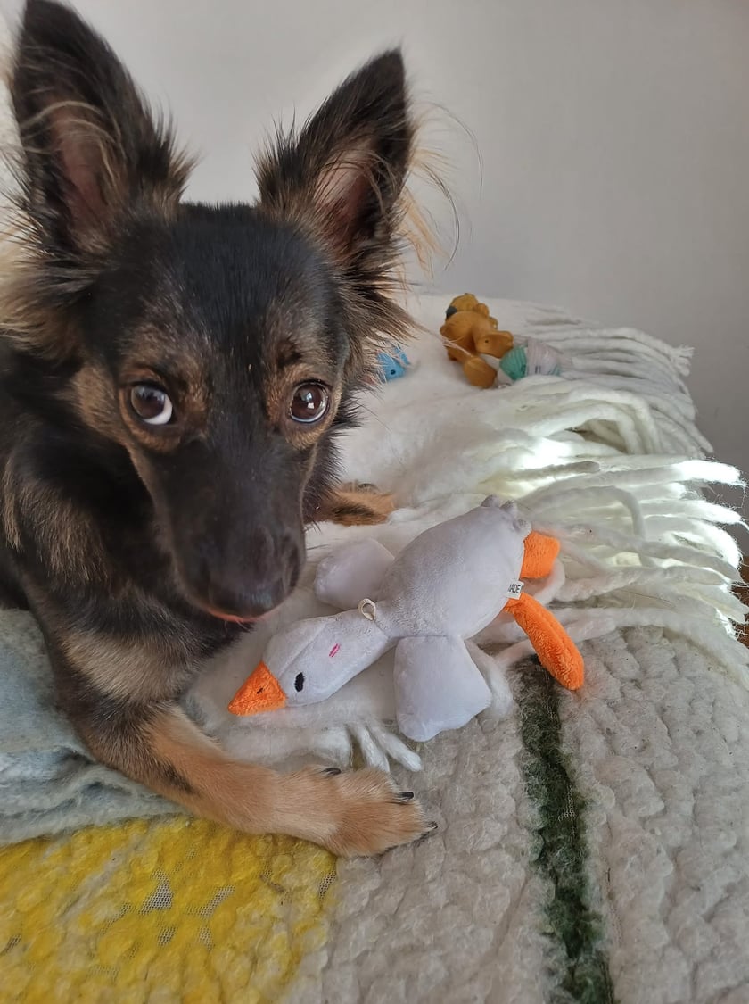 Psy użytkowników www.wroclaw.pl