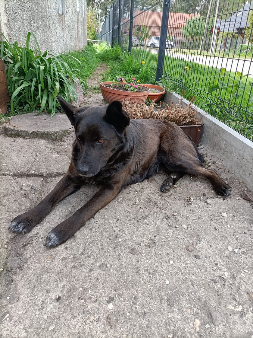 Psy użytkowników www.wroclaw.pl