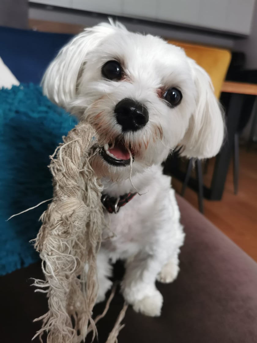 Psy użytkowników www.wroclaw.pl