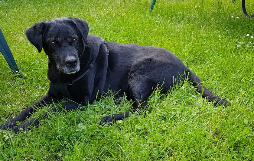 Psy użytkowników www.wroclaw.pl