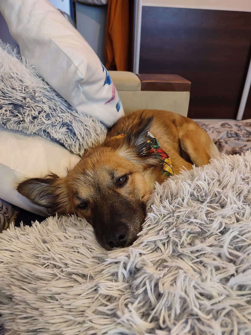 Psy użytkowników www.wroclaw.pl