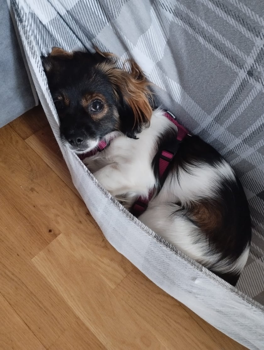 Psy użytkowników www.wroclaw.pl