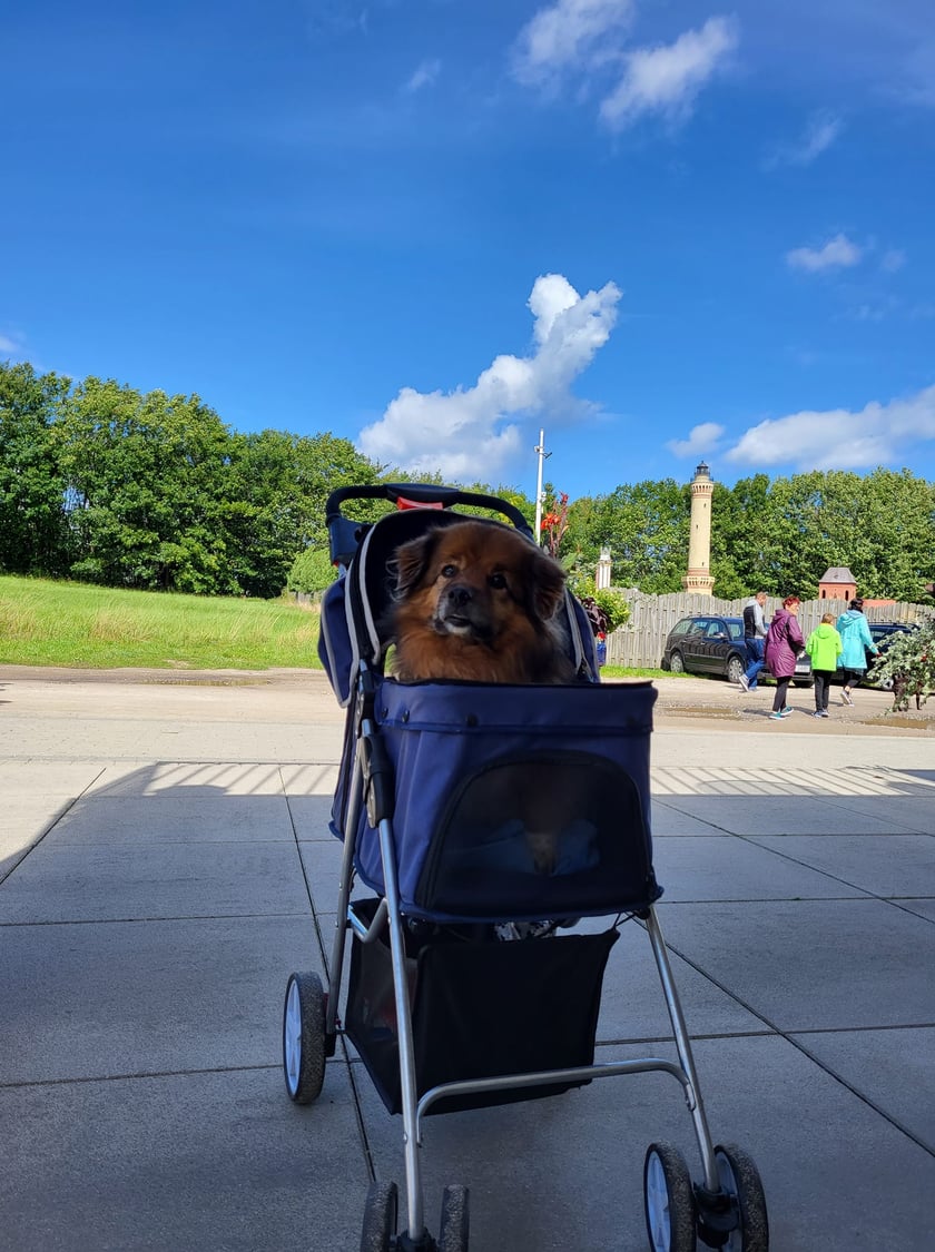 Psy użytkowników www.wroclaw.pl