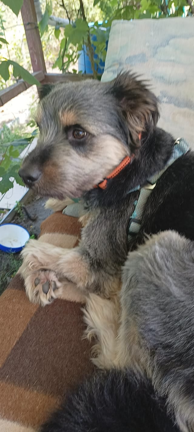 Psy użytkowników www.wroclaw.pl