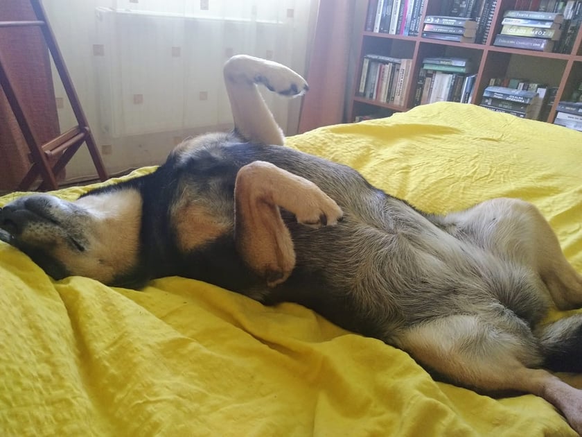 Psy użytkowników www.wroclaw.pl