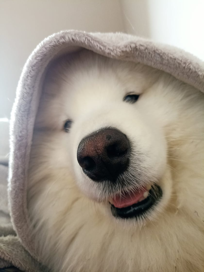 Psy użytkowników www.wroclaw.pl