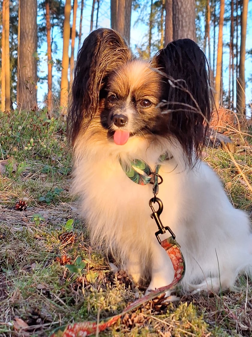 Psy użytkowników www.wroclaw.pl