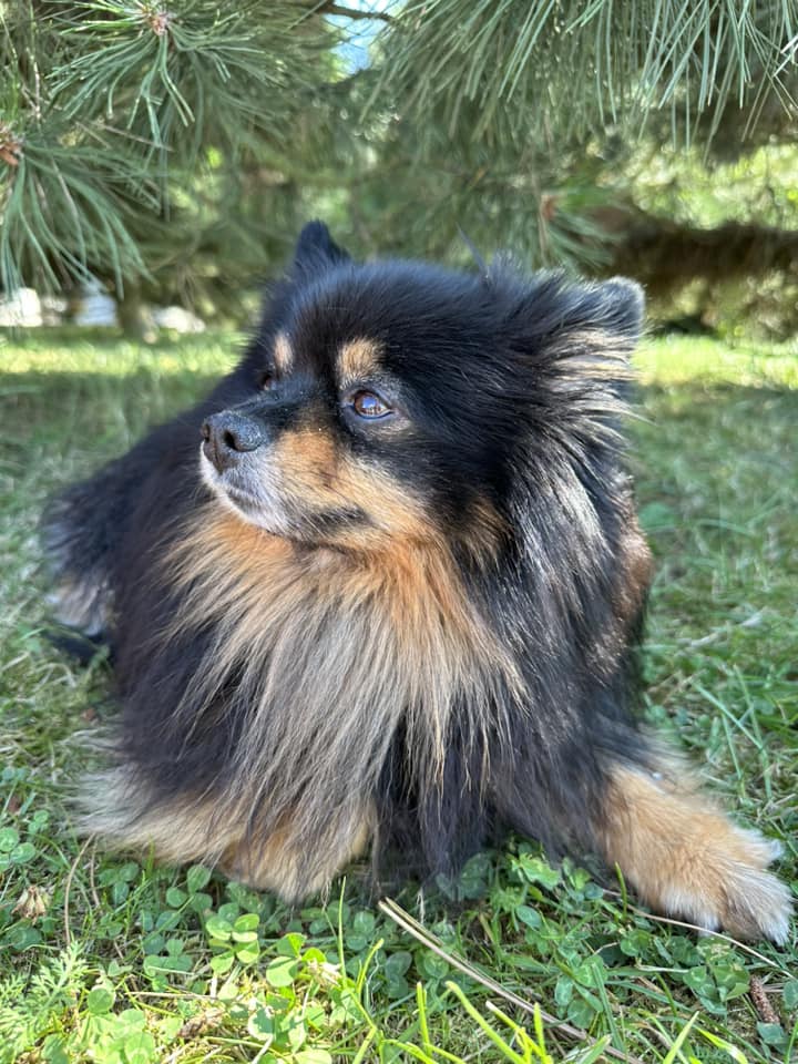 Psy użytkowników www.wroclaw.pl