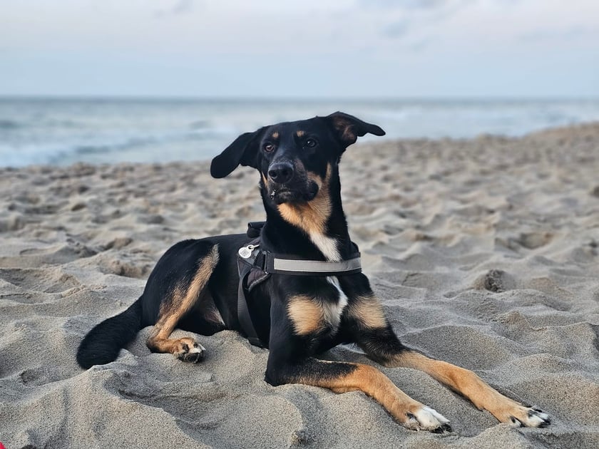 Psy użytkowników www.wroclaw.pl