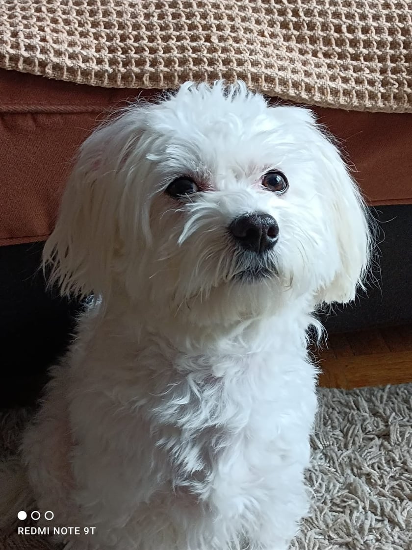 Psy użytkowników www.wroclaw.pl