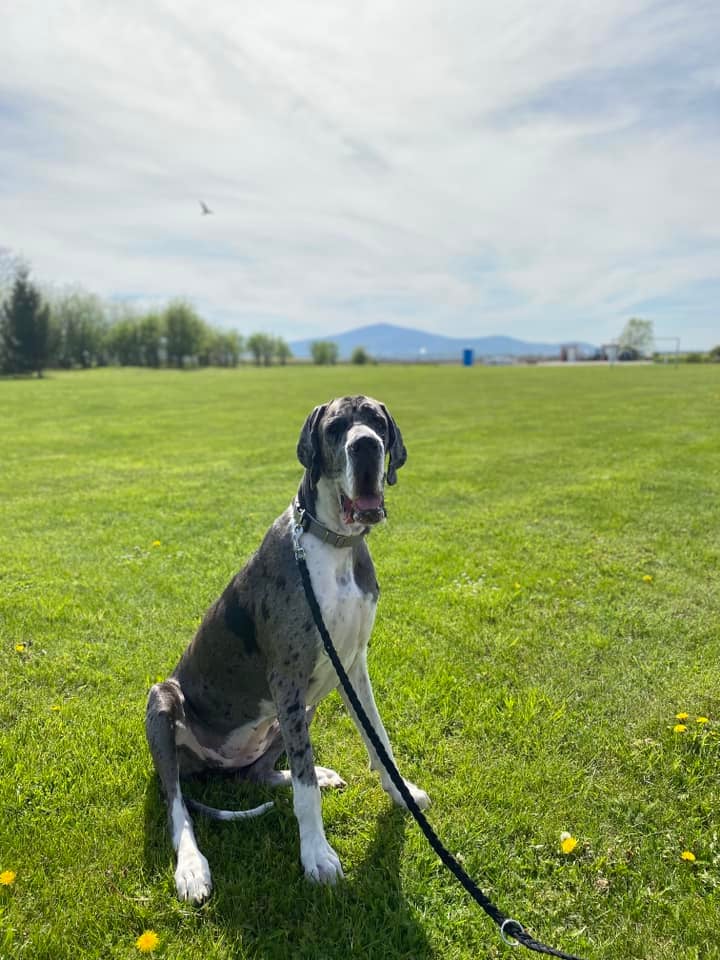 Psy użytkowników www.wroclaw.pl