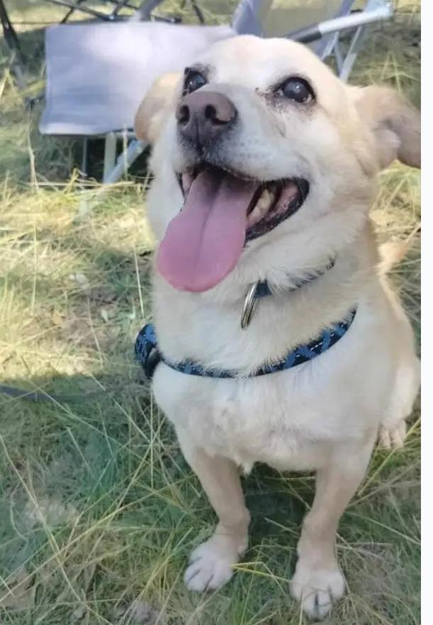 Psy użytkowników www.wroclaw.pl