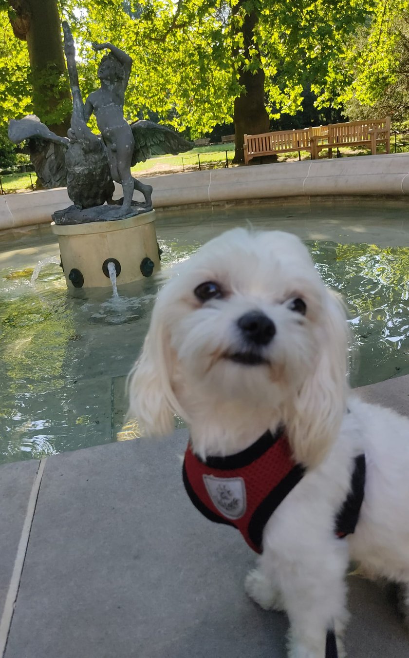 Psy użytkowników www.wroclaw.pl