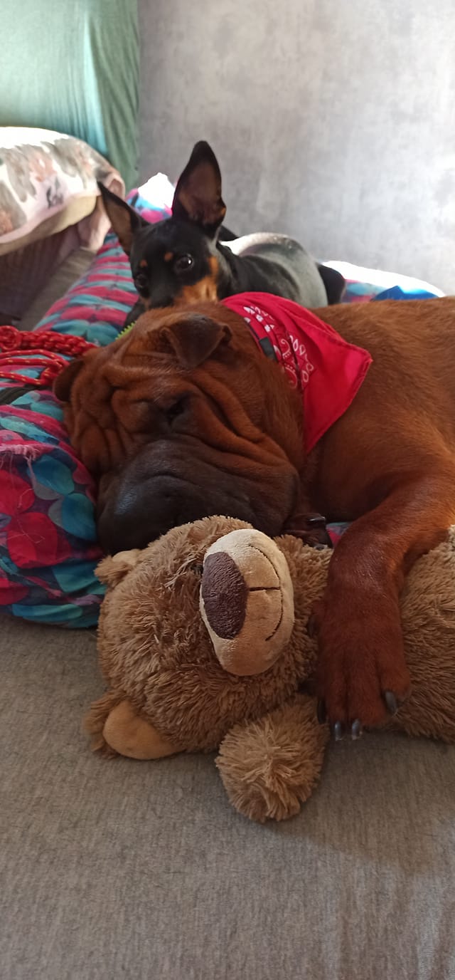 Psy użytkowników www.wroclaw.pl