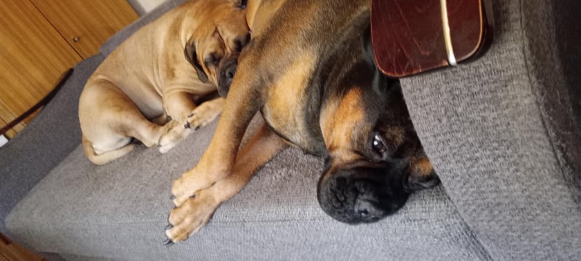 Psy użytkowników www.wroclaw.pl