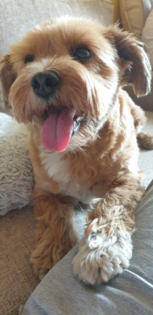 Psy użytkowników www.wroclaw.pl