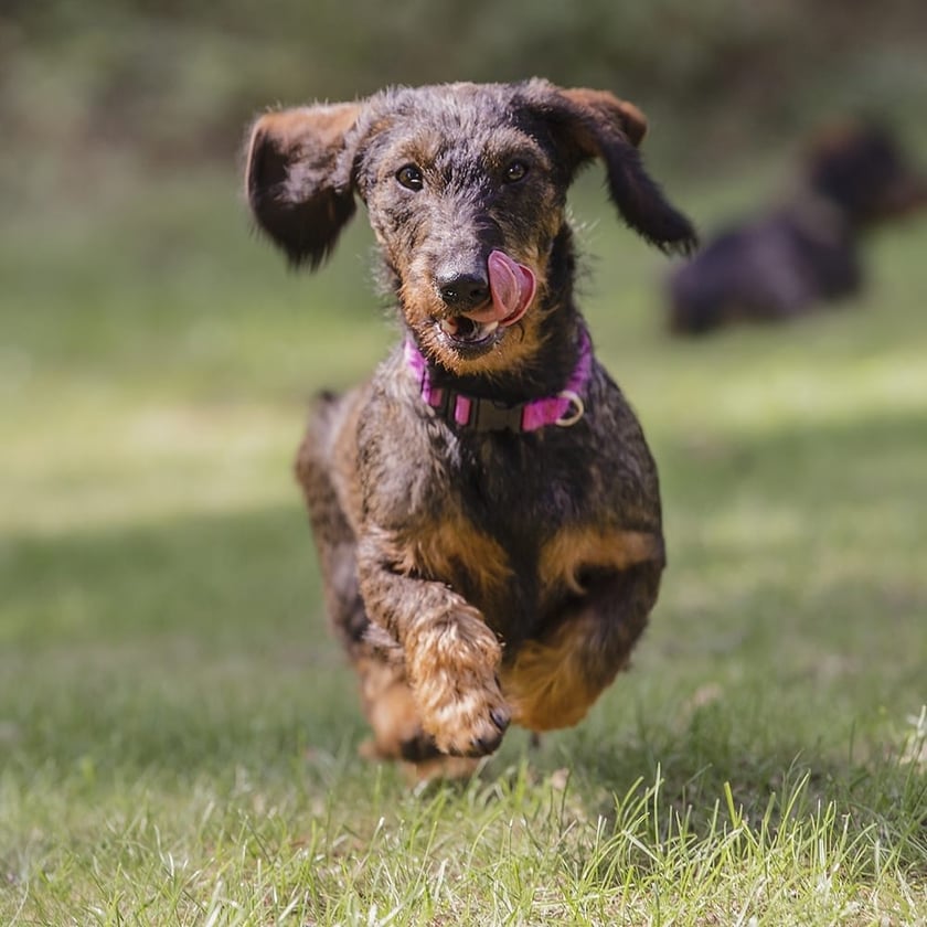 Psy użytkowników www.wroclaw.pl