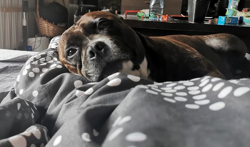 Psy użytkowników www.wroclaw.pl