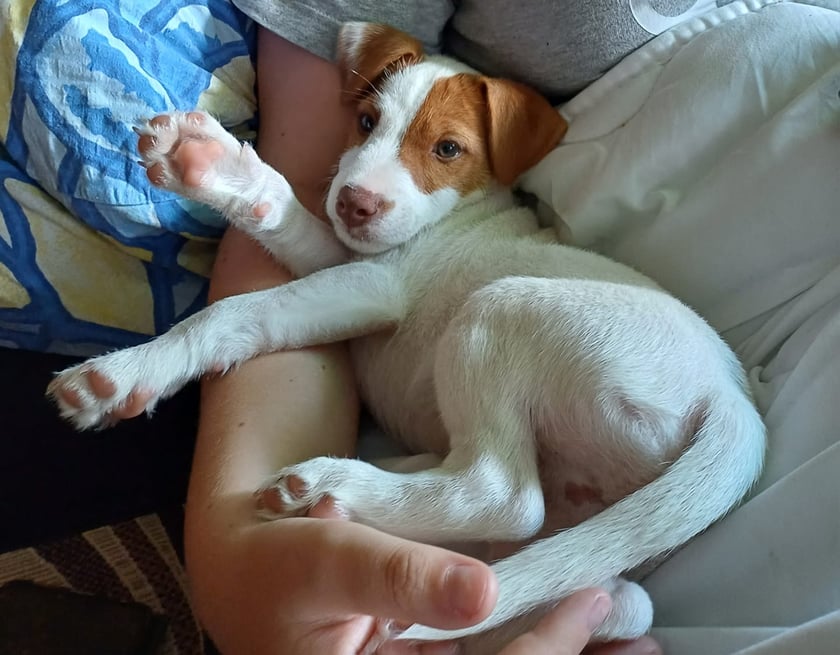 Psy użytkowników www.wroclaw.pl