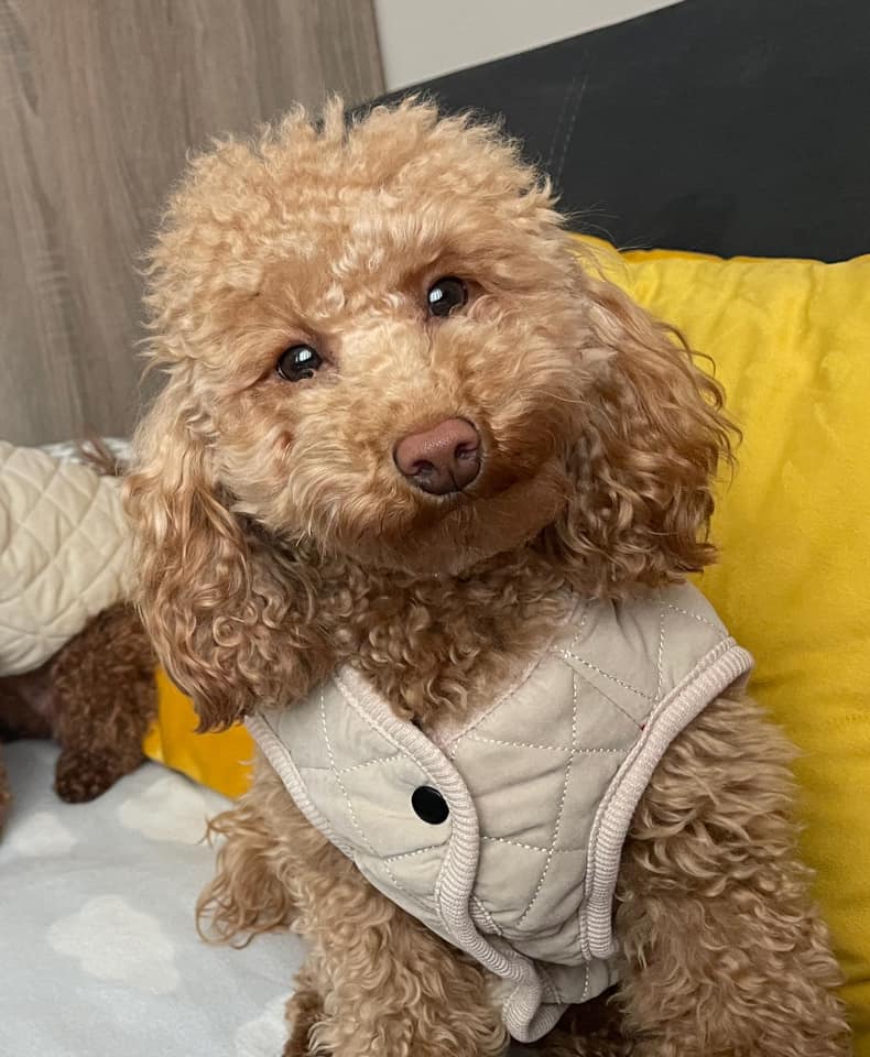 Psy użytkowników www.wroclaw.pl