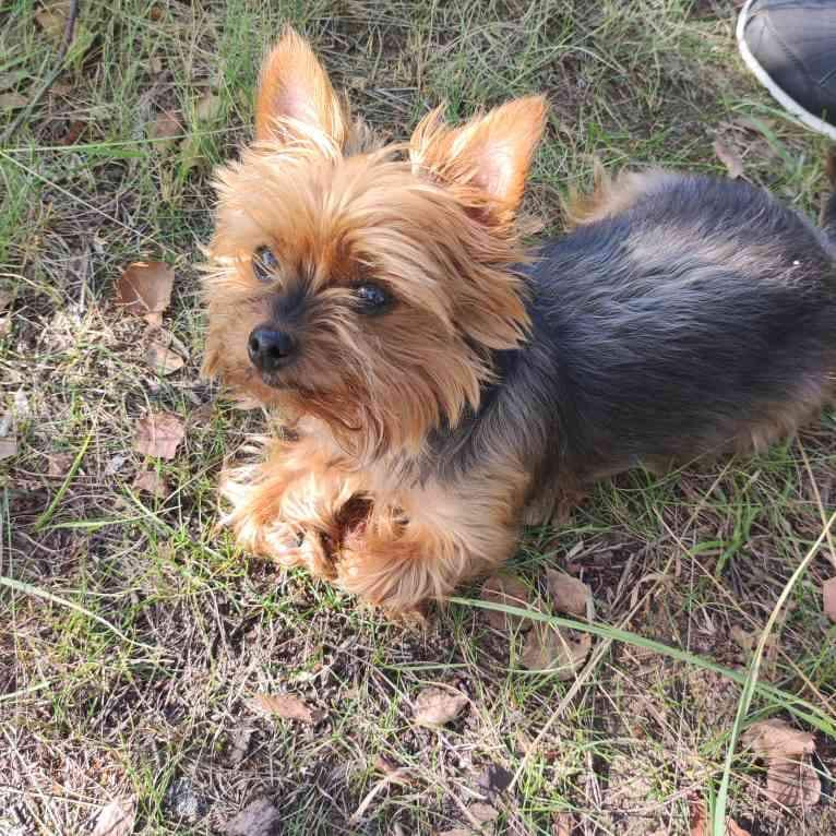 Psy użytkowników www.wroclaw.pl