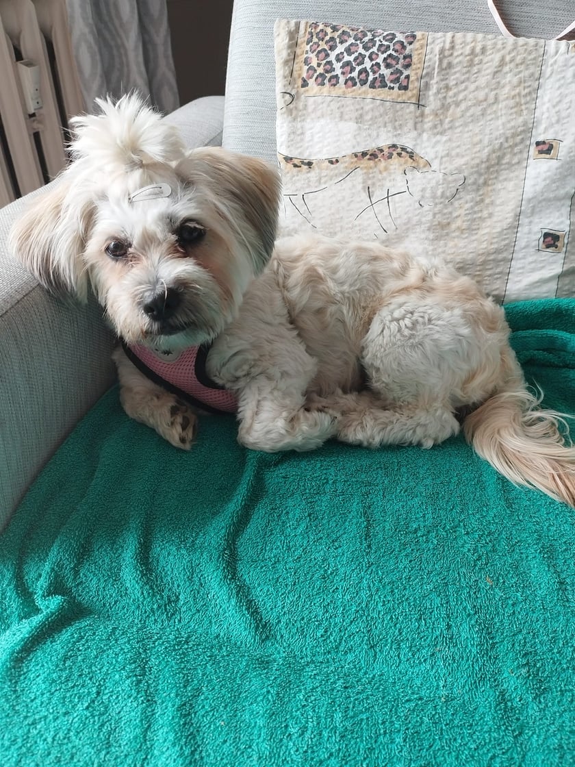 Psy użytkowników www.wroclaw.pl