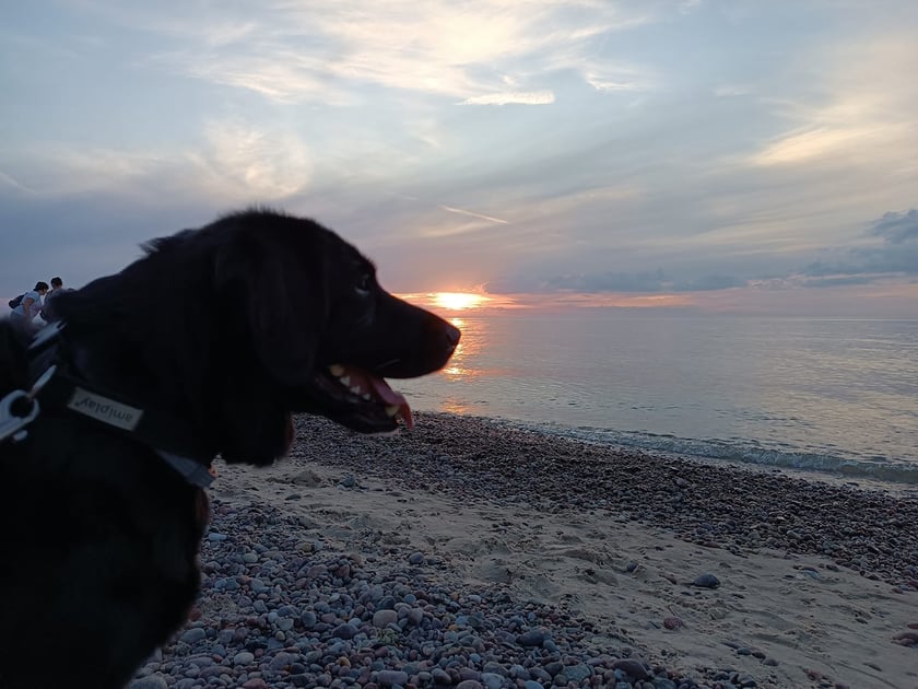 Psy użytkowników www.wroclaw.pl