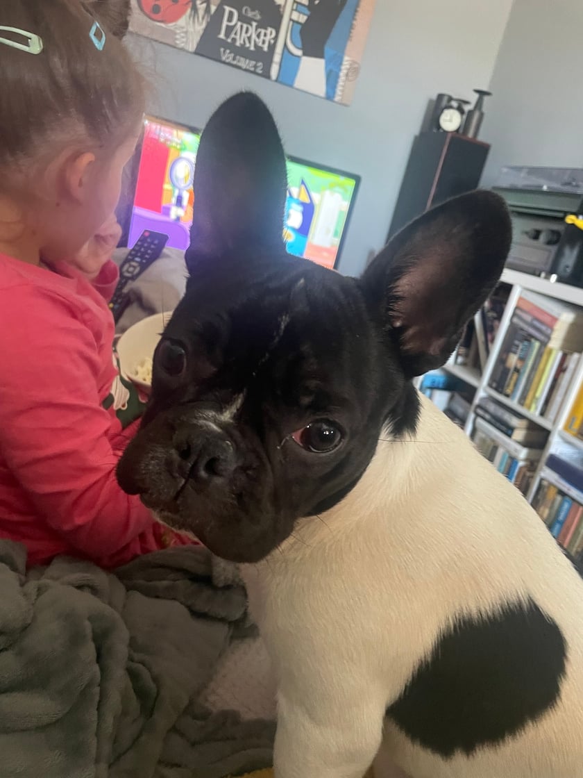 Psy użytkowników www.wroclaw.pl