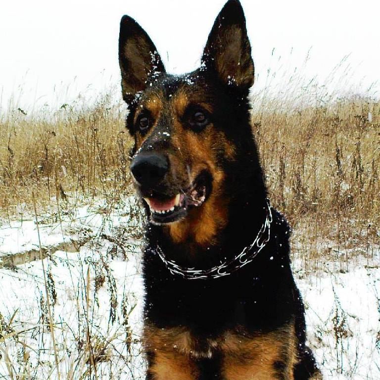 Psy użytkowników www.wroclaw.pl