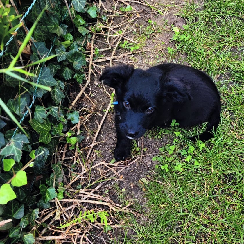 Psy użytkowników www.wroclaw.pl