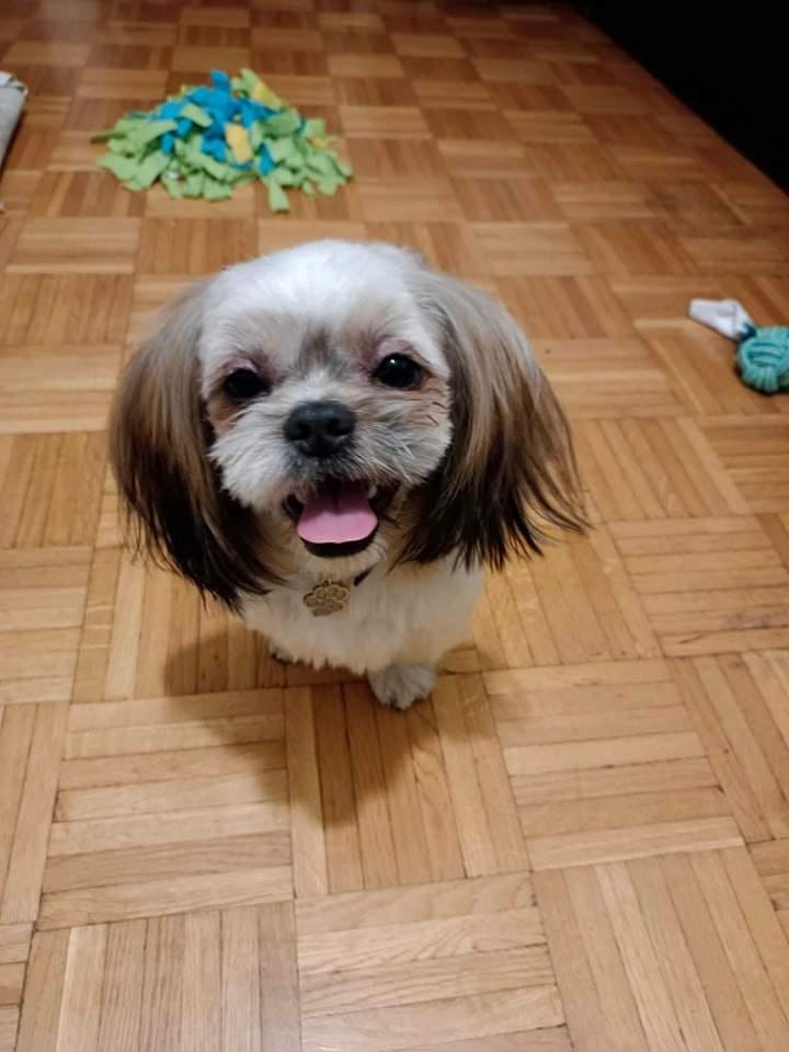 Psy użytkowników www.wroclaw.pl