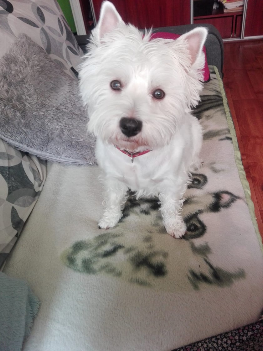 Psy użytkowników www.wroclaw.pl