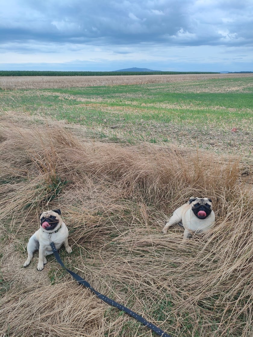 Psy użytkowników www.wroclaw.pl