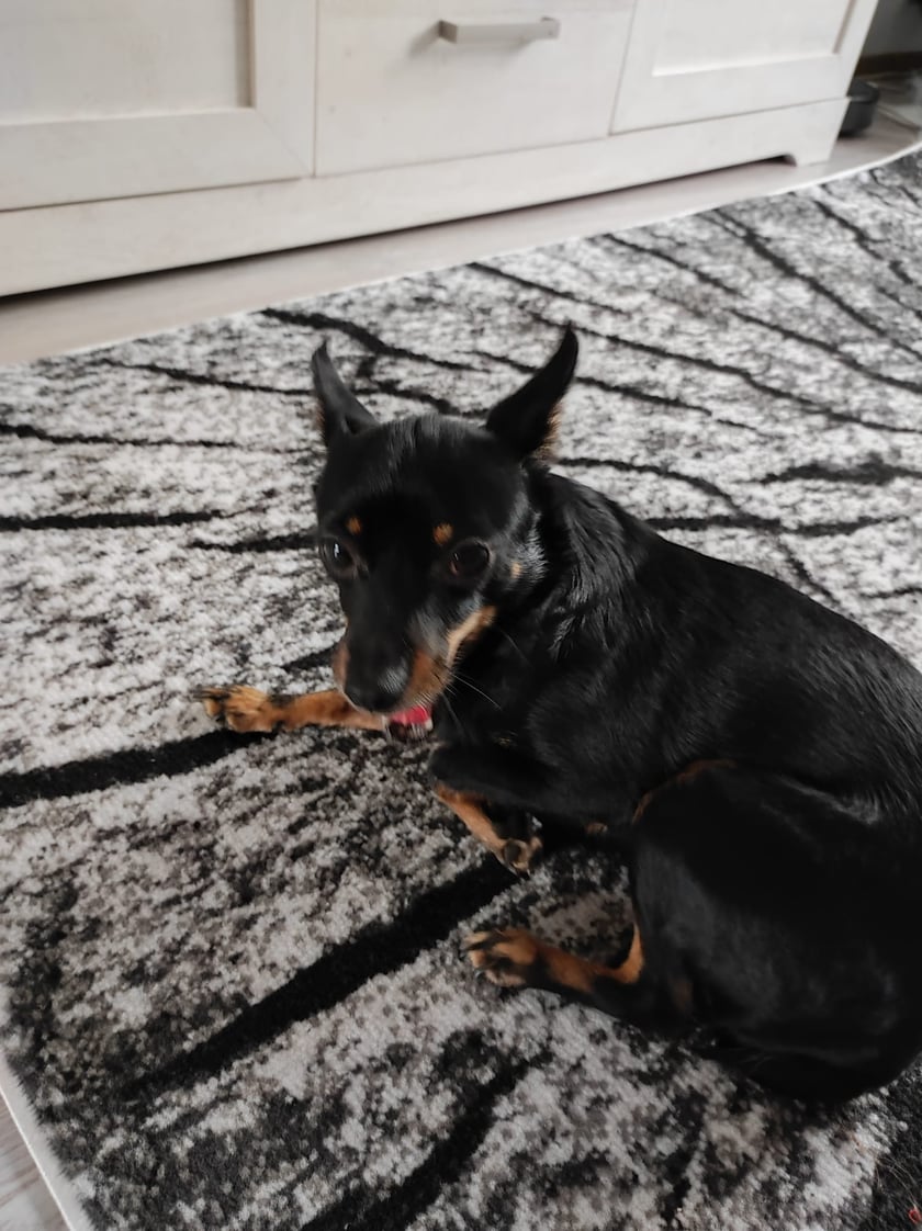 Psy użytkowników www.wroclaw.pl