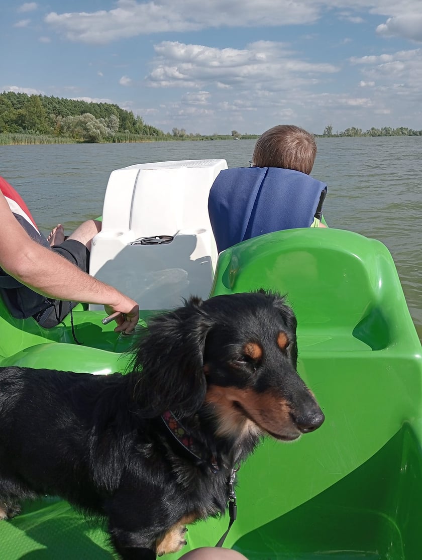 Psy użytkowników www.wroclaw.pl