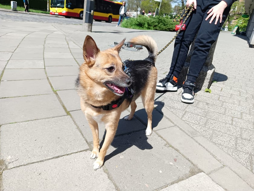 Psy użytkowników www.wroclaw.pl