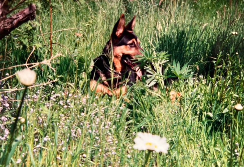 Psy użytkowników www.wroclaw.pl