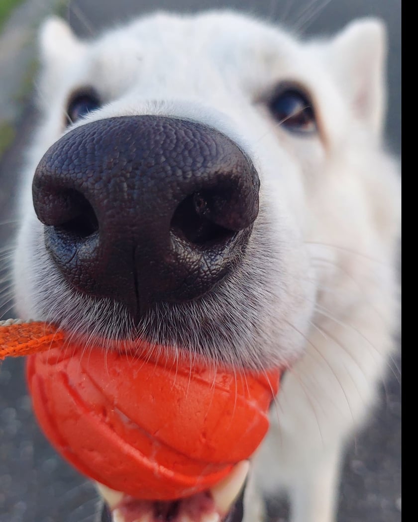 Psy użytkowników www.wroclaw.pl