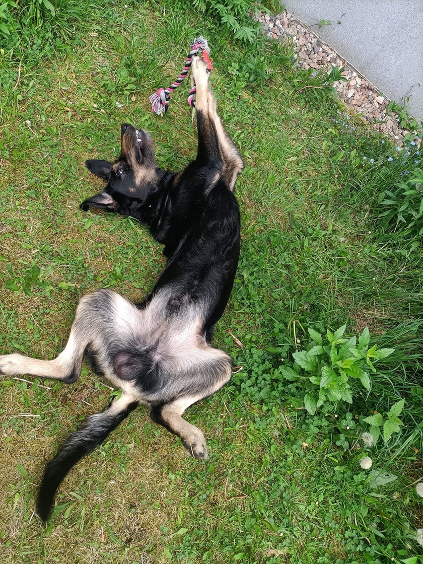 Psy użytkowników www.wroclaw.pl