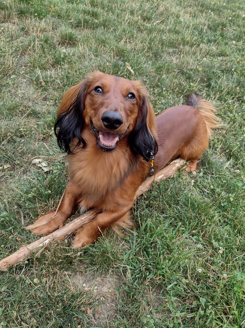 Psy użytkowników www.wroclaw.pl