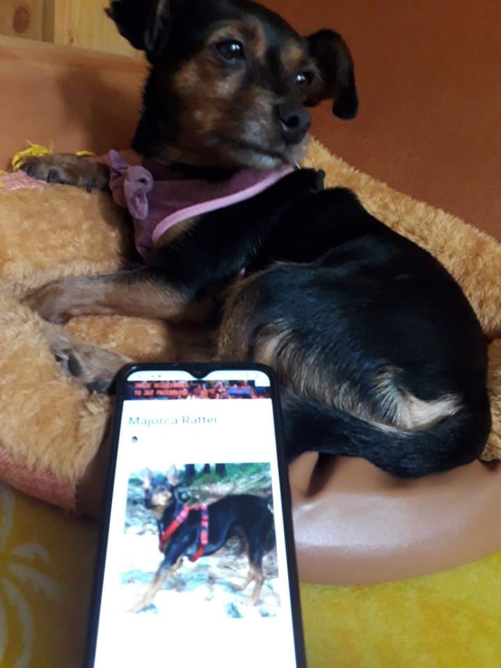 Psy użytkowników www.wroclaw.pl