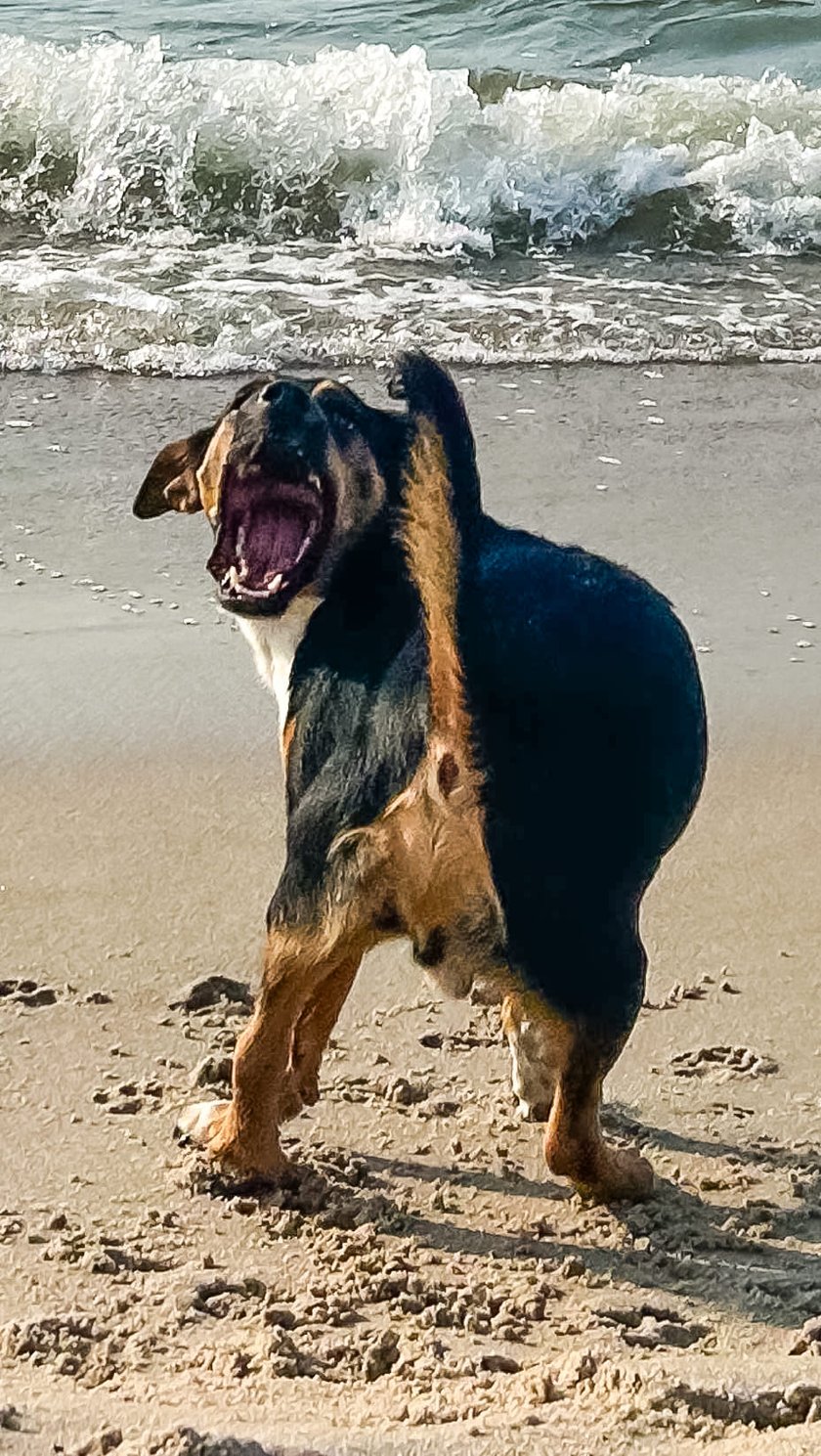 Psy użytkowników www.wroclaw.pl