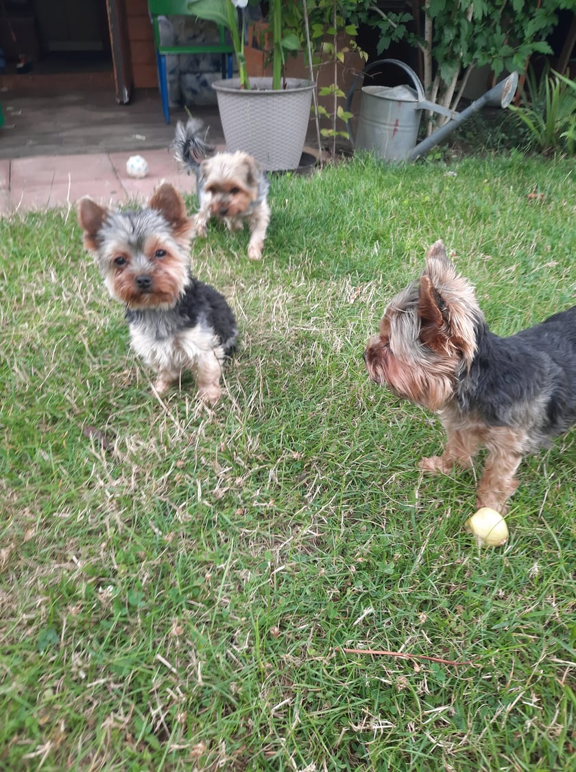 Psy użytkowników www.wroclaw.pl