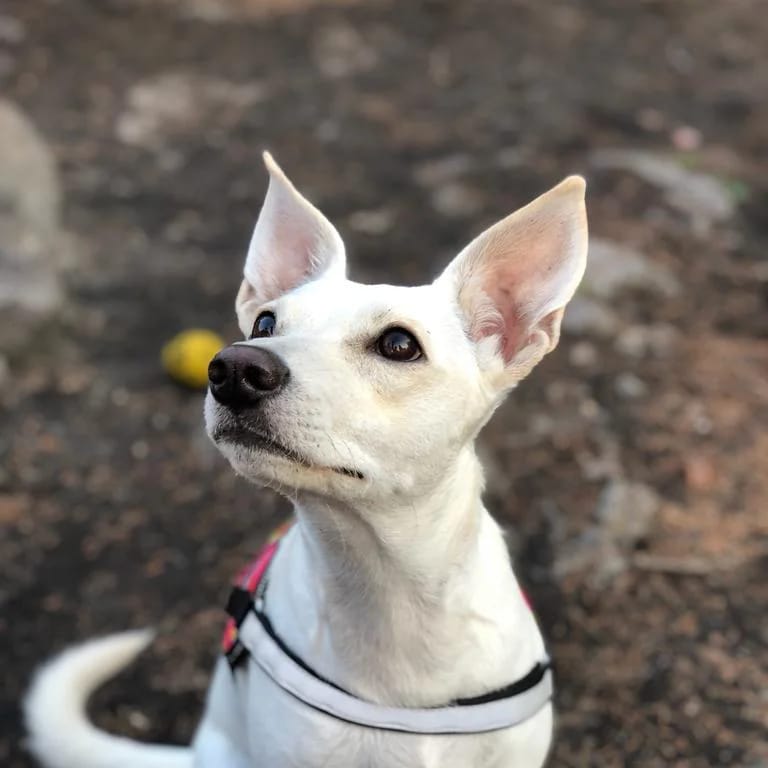 Psy użytkowników www.wroclaw.pl