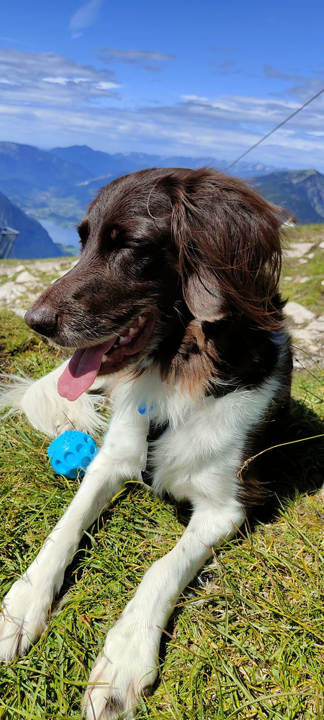 Psy użytkowników www.wroclaw.pl